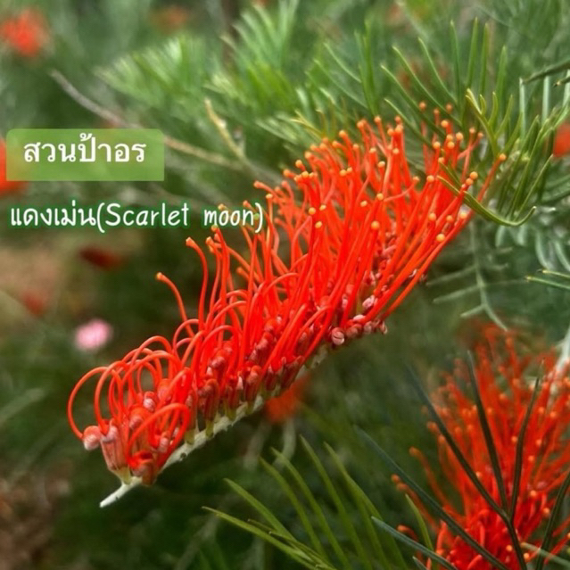 ขายกิ่งพันธุ์"Greville Scarlet Moon"(สนเกรวิลเลีย แดงเม่น)ออกดอกทั้งปี กิ่งทาบสูงประมาณ 70-90cm.
