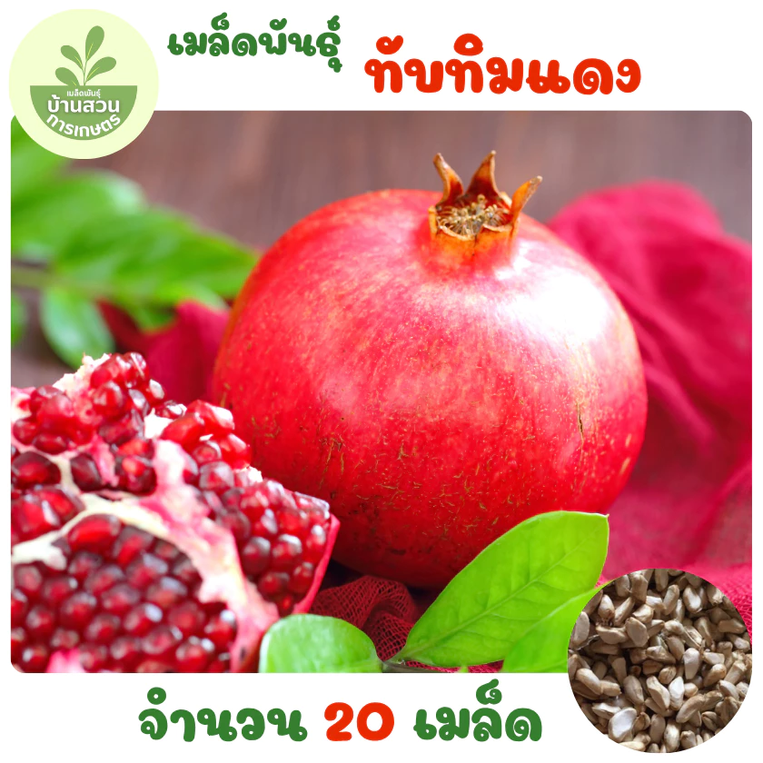 เมล็ดพันธุ์ทับทิมแดง 20 เมล็ด