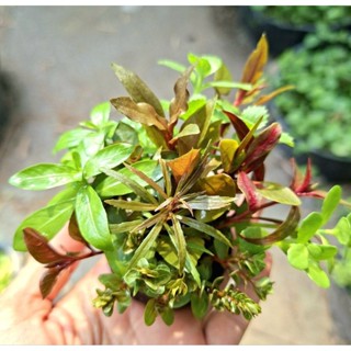 ไม้น้ำปักทุ่นดิน โตไว รากออกได้ดี