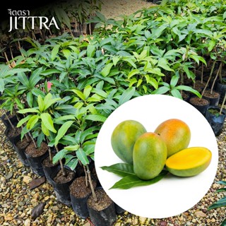 จิตตรา ต้นพันธุ์มะม่วงเจ้าคุณทิพย์ เสียบยอดสูง 60-80 cm ปลูก…