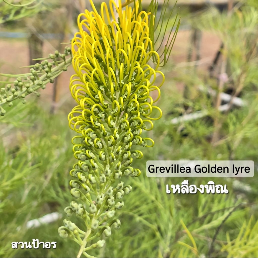 ขายกิ่งพันธุ์ สนเกรวิลเลีย เหลืองเม่น หรือ เหลืองพิณ (Grevillea Golden Lyre )กิ่งทาบ ความสูง 1.10เซนติเมตร-1.30เซนติเมตร