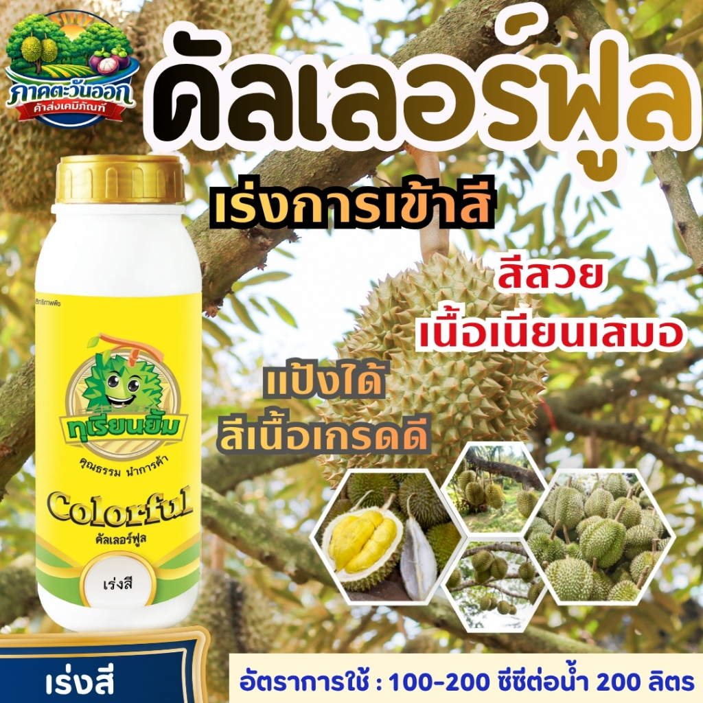 คัลเลอร์ฟูล อะมิโนเร่งการเข้าสี เนียสวยเสมอกัน โดนทุกล้งเข้าทุกลูก ตราทุเรียนยิ้ม ขนาด 1 ลิตร พ่น 30 วันก่อนตัด