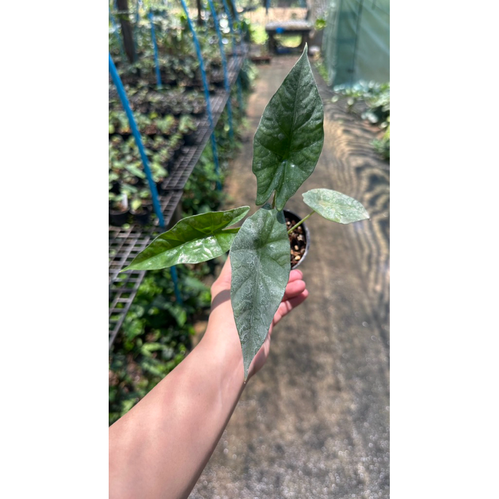 🍀Alocasia simpo green🍀 ขนาดกระถาง 3-4“
