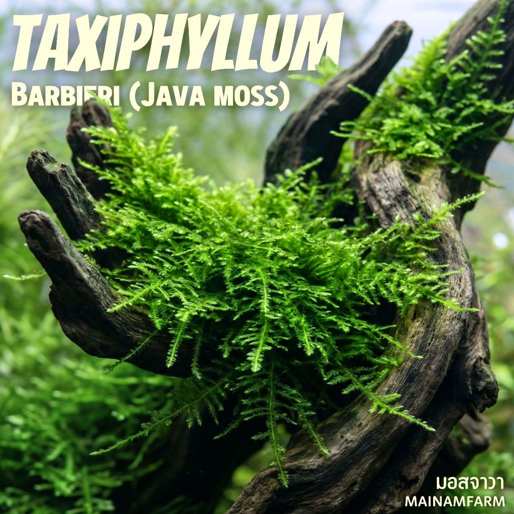 มอสจาวา / ชวามอส (Java Moss) | มอสพันขอนไม้/หิน สำหรับตู้ไม้น้ำและกุ้งแคระ | ไม่ต้องใช้ CO2