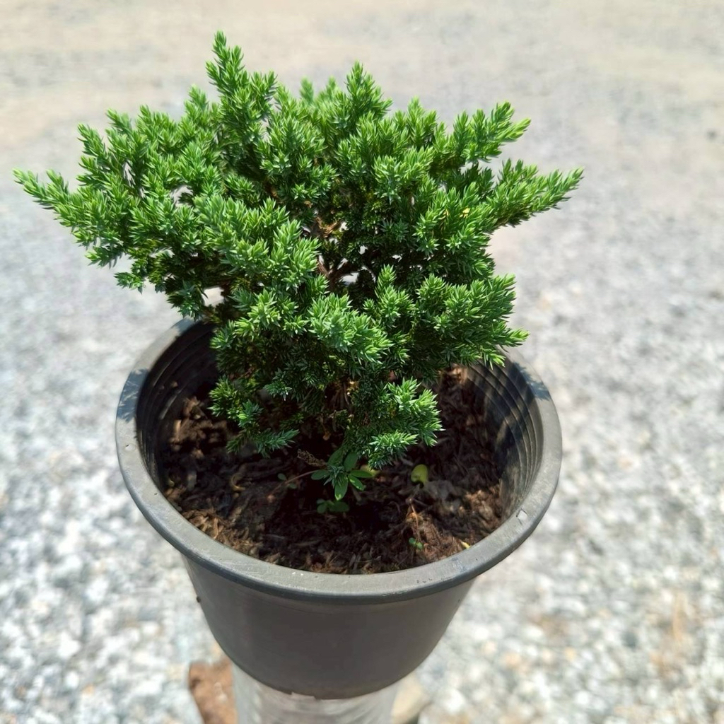 สนเลื้อยพันธุ์แคระ ทำบอนไซ กระถาง 5 นิ้ว (Juniper procumbens)