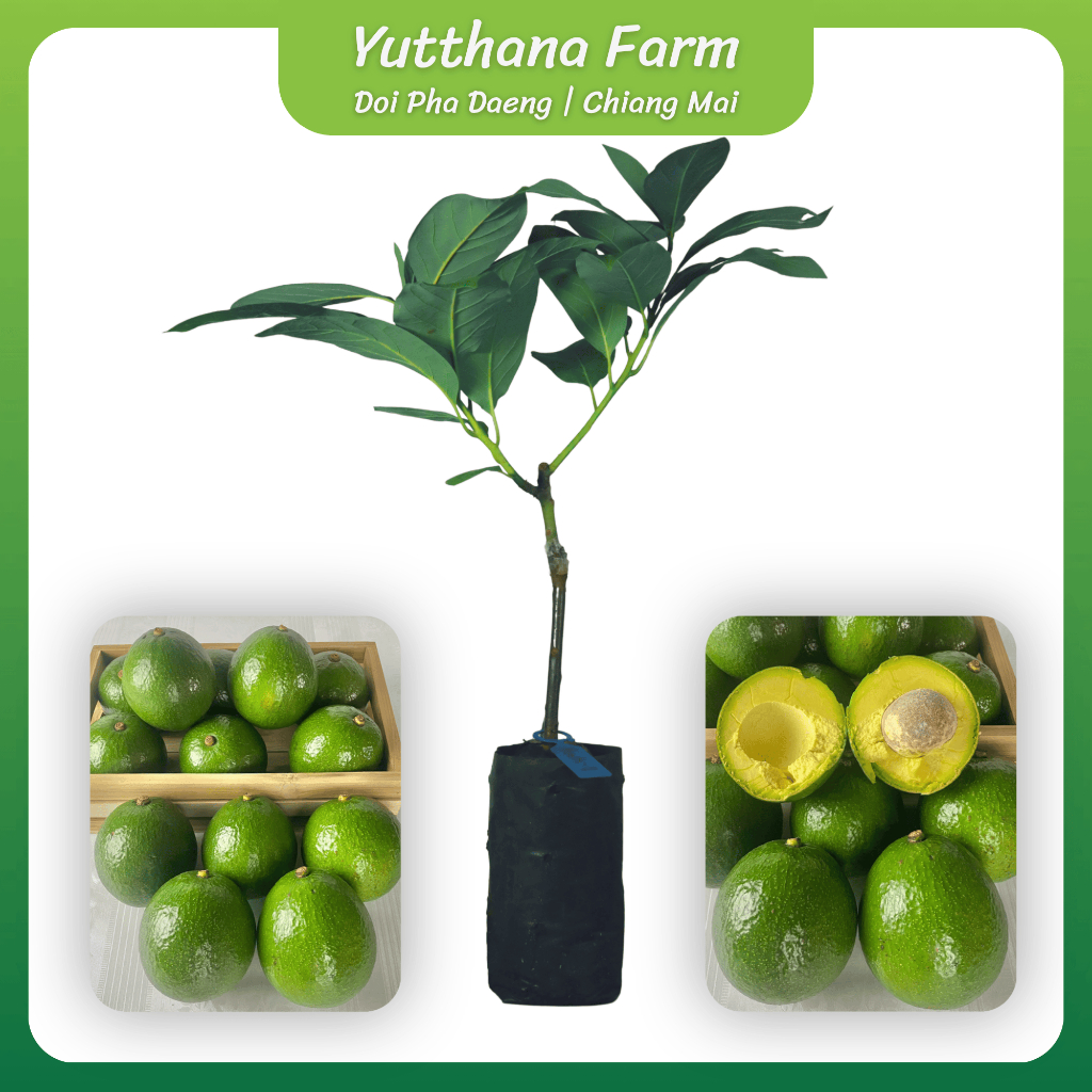 ต้นอโวคาโด้บูท-7 (Booth-7) เสียบยอดแท้ ผลกลมสวย เนื้อเหลืองหนึบ รสชาติเข้มข้น หอมมัน ไม่ติดขม