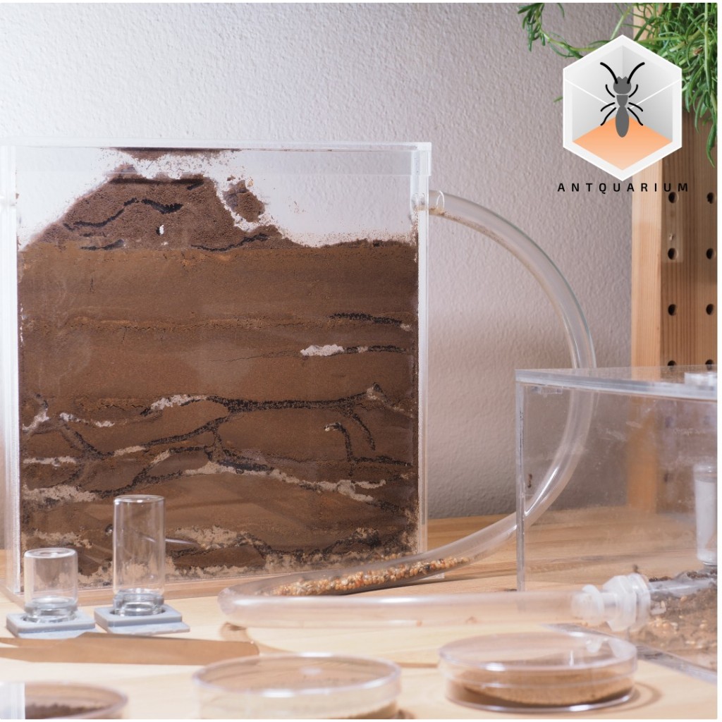 Antquarium - SET - Size M 20x20cm Nest + 20x20cm Half Height Outworld/ชุดลังอะคริลิคเลี้ยงมด Size M
