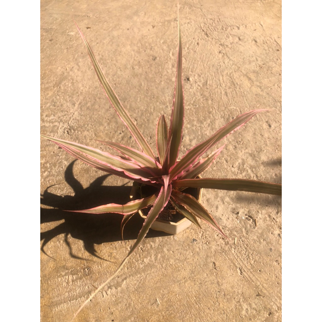 สัปรดสีหวานด่างชมพูstar plant
