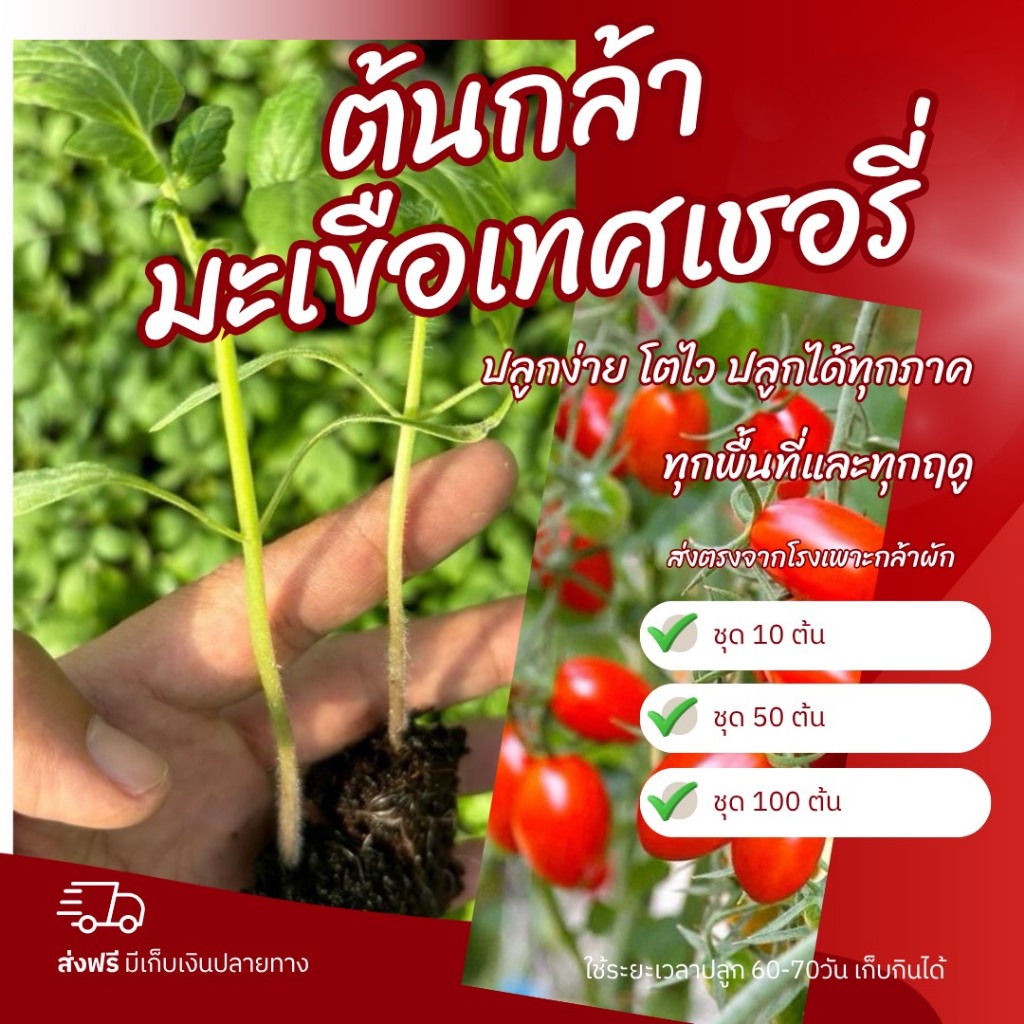 ต้นกล้ามะเขือเทศเชอรี่