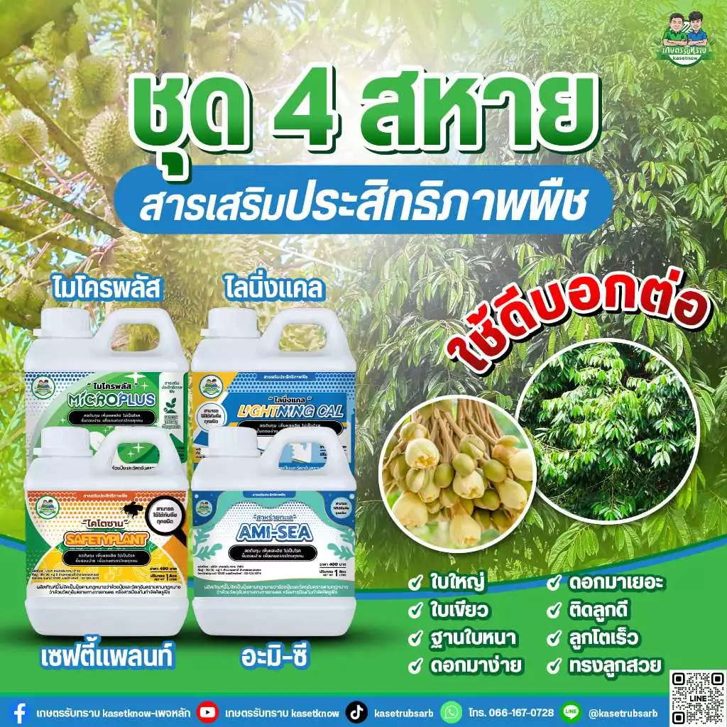 ชุดสี่เกลอ เกษตรรับทราบ เซฟตี้แพลนท์ ไมโครพลัส ไลนิ่งแคล อะมีซี อาจารย์โรจน์ ลดเชื้อราในพืช