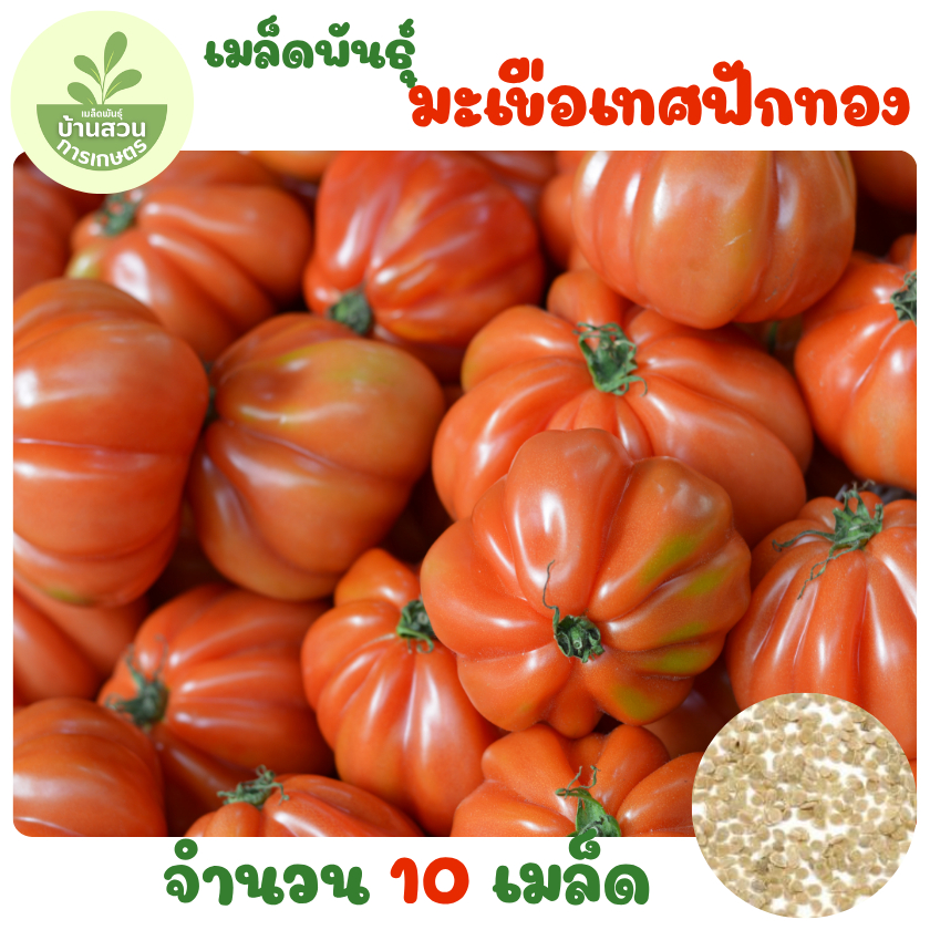 เมล็ดพันธุ์มะเขือเทศฟักทอง 10 เมล็ด