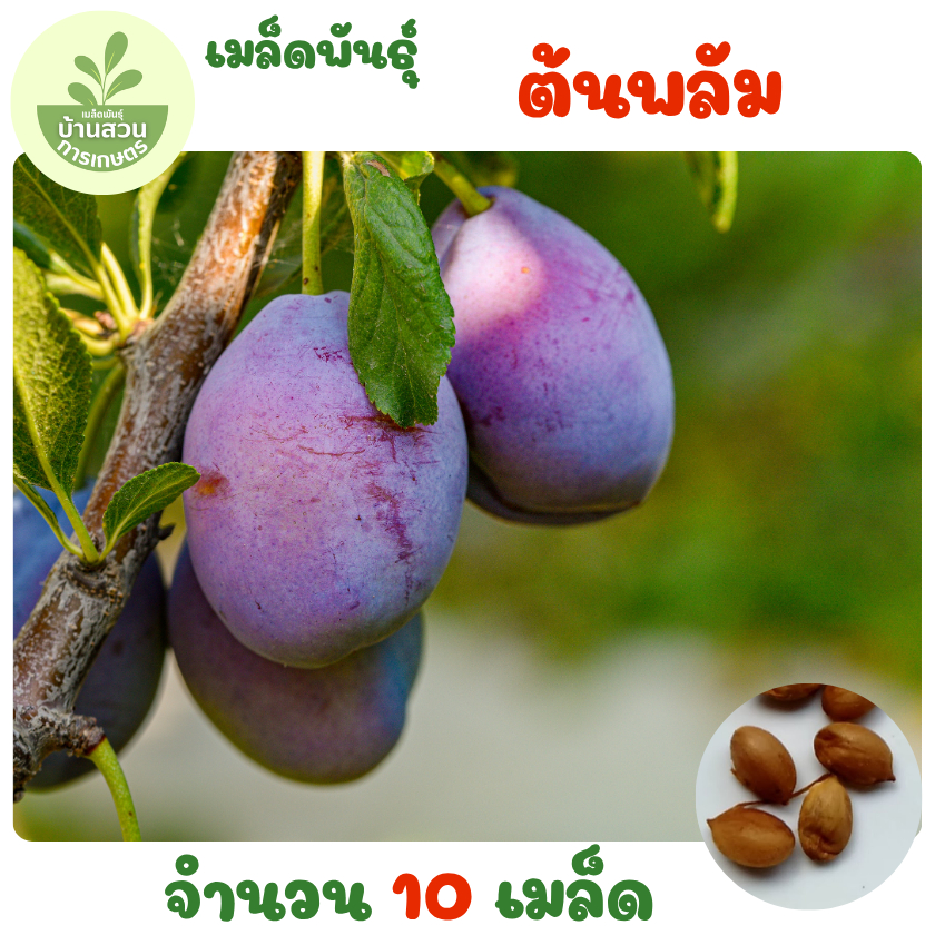 เมล็ดพันธุ์ต้นพลัม 10 เมล็ด
