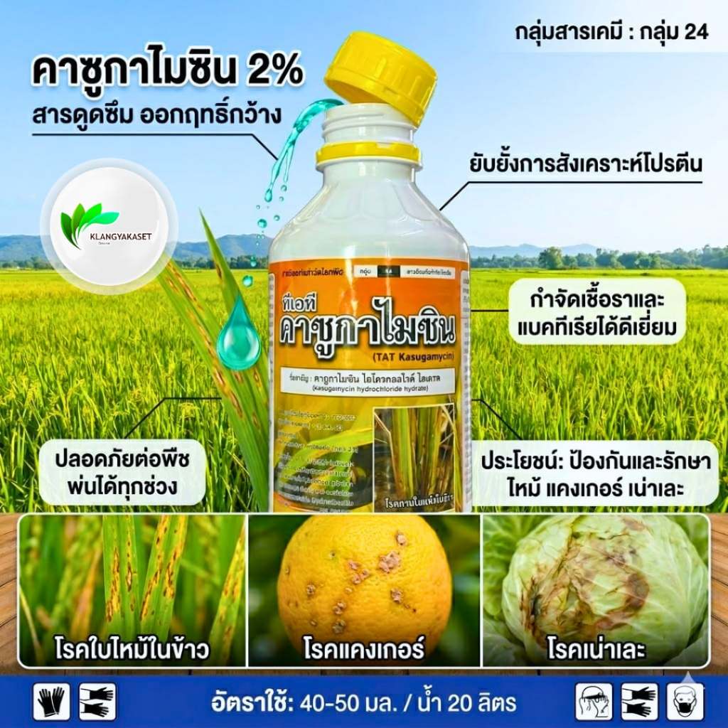 คาซูกาไมซิน ไก่ ขวดเหลือง  1 ลิตร ใช้ป้องกันกำจัด โรคใบไหม้ โรคไหม้คอรวง โรคขอบใบแห้ง #โมคารอล #คาซู่