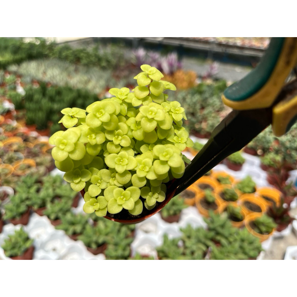sedum makinoi ((สร้อยนางฟ้ามรกต))