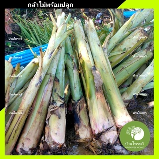 หน่อ กล้วยน้ำว้า มะลิอ่อง ปลูกง่าย โตไว กำไรงาม ทนต่อโรคและแมลง ต้น กล้วยน้ำว้า