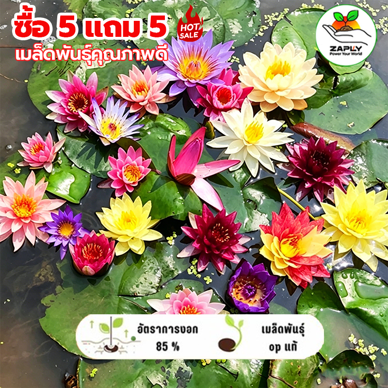 100 เมล็ด ซื้อ 5 แถม 5 เมล็ดพันธุ์บัวหลวงสีชมพู  10-100 บาท