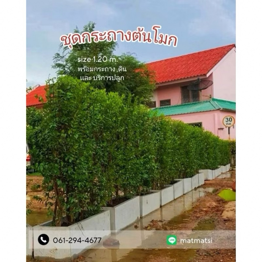 ต้นโมกข์พวงสูง 1.20 ม. พร้อมกระถางปูนพร้อมต้นโมกสำหรับตกแต่งบ้าน ตกแต่งสวน ต้นไม้ประดับสวน ไม้รั้วมีดอก Size 30x100xH30