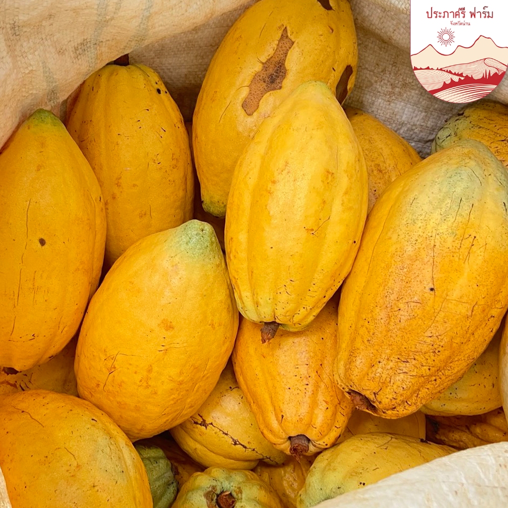 ผลโกโก้สด ส่งตรงจากสวนโดยเกษตรกรโกโก้ จำนวน 1 กิโลกรัม | Prapasri Farm, Direct from Farmers