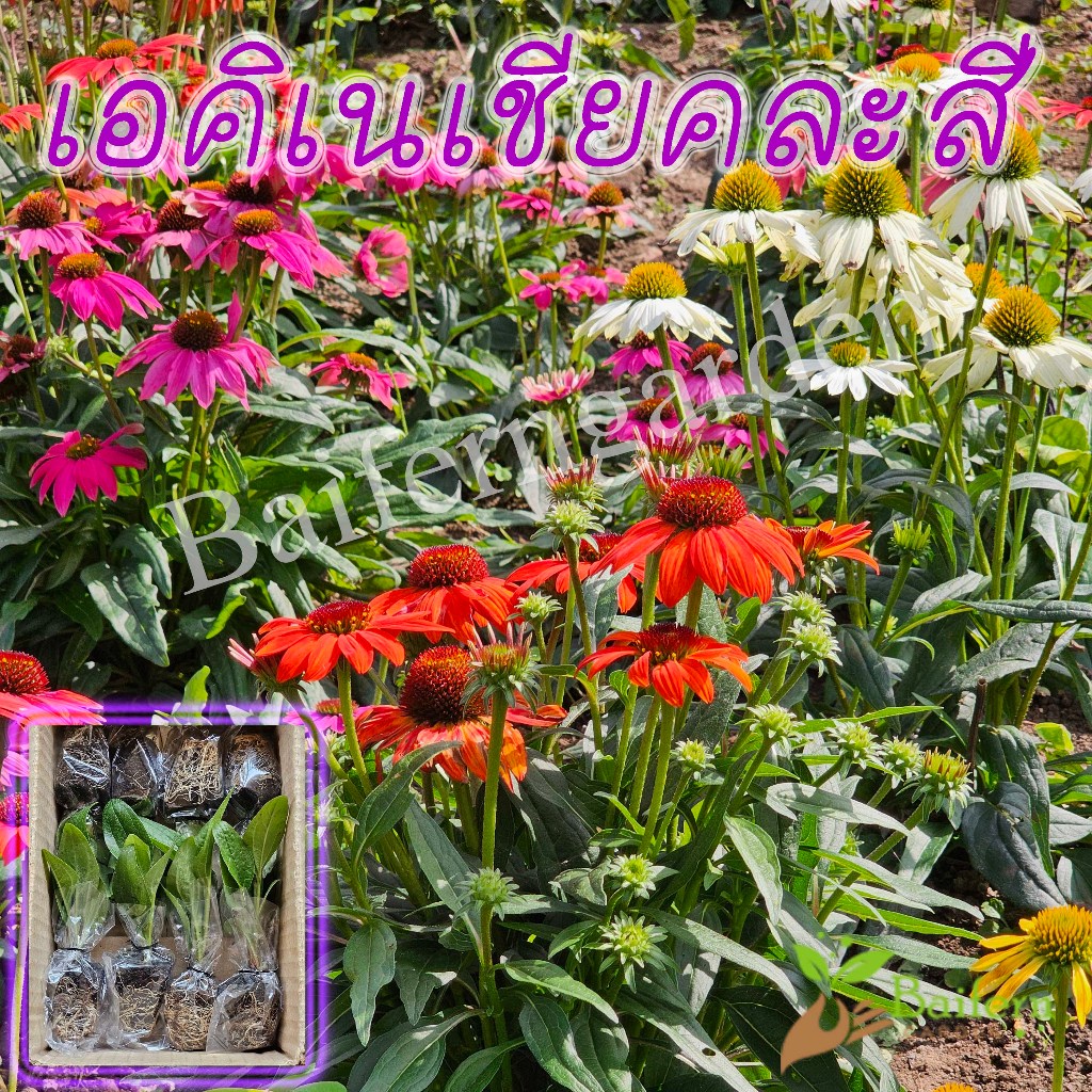 ต้นกล้าดอกเอคิเนเชียคละสี ดอกไม้กินได้ ปลูกประดับสวนหน้าบ้านสวยงาม เลี้ยงง่าย