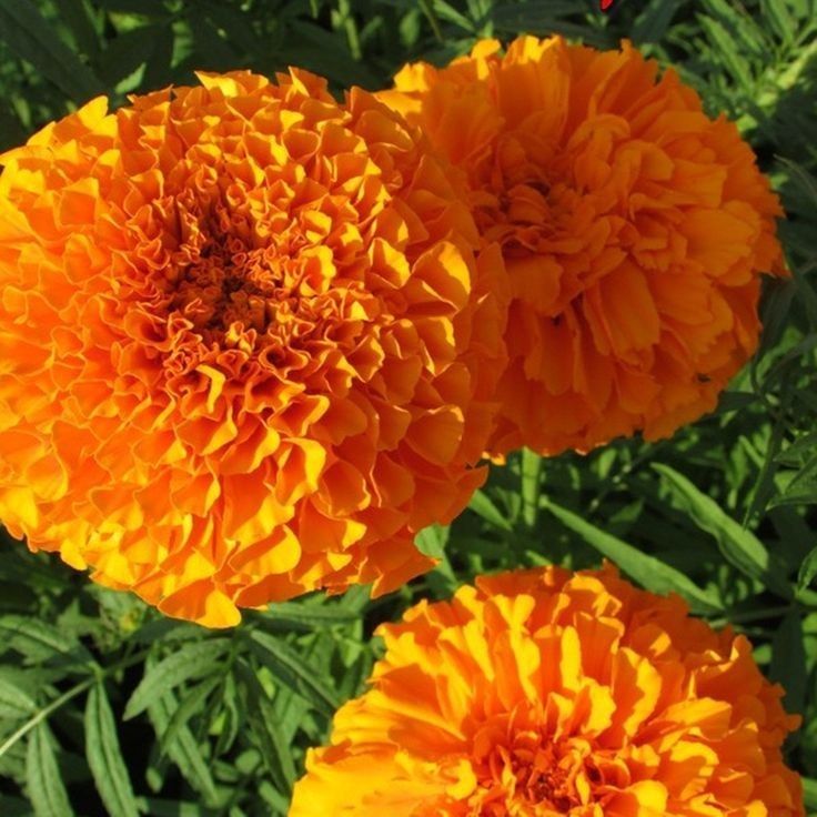 30 เมล็ด ดอกดาวเรือง คำปู้จู้หลวง พอทู Marigold Seeds สีส้มดอกใหญ่