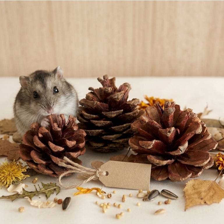 ลูกสนธรรมชาติ อบแห้งสะอาด 100% (Natural Pine Cone) จำนวน 1 อัน