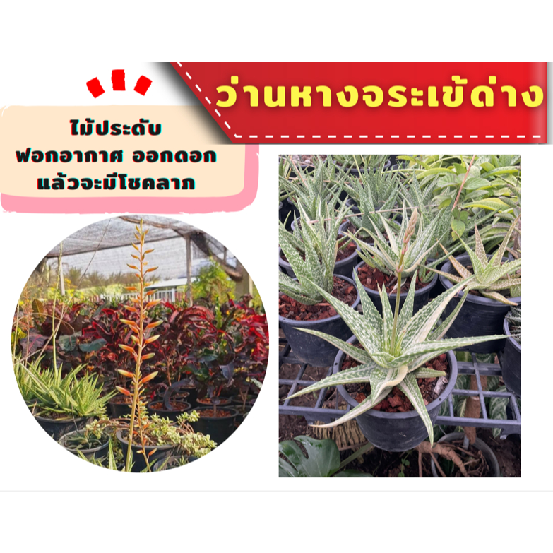 ว่านหางจระเข้ด่าง **ออกดอกแล้วจะมีโชคลาภ** ไม้ด่าง ไม้มงคล กระถาง 6 นิ้ว