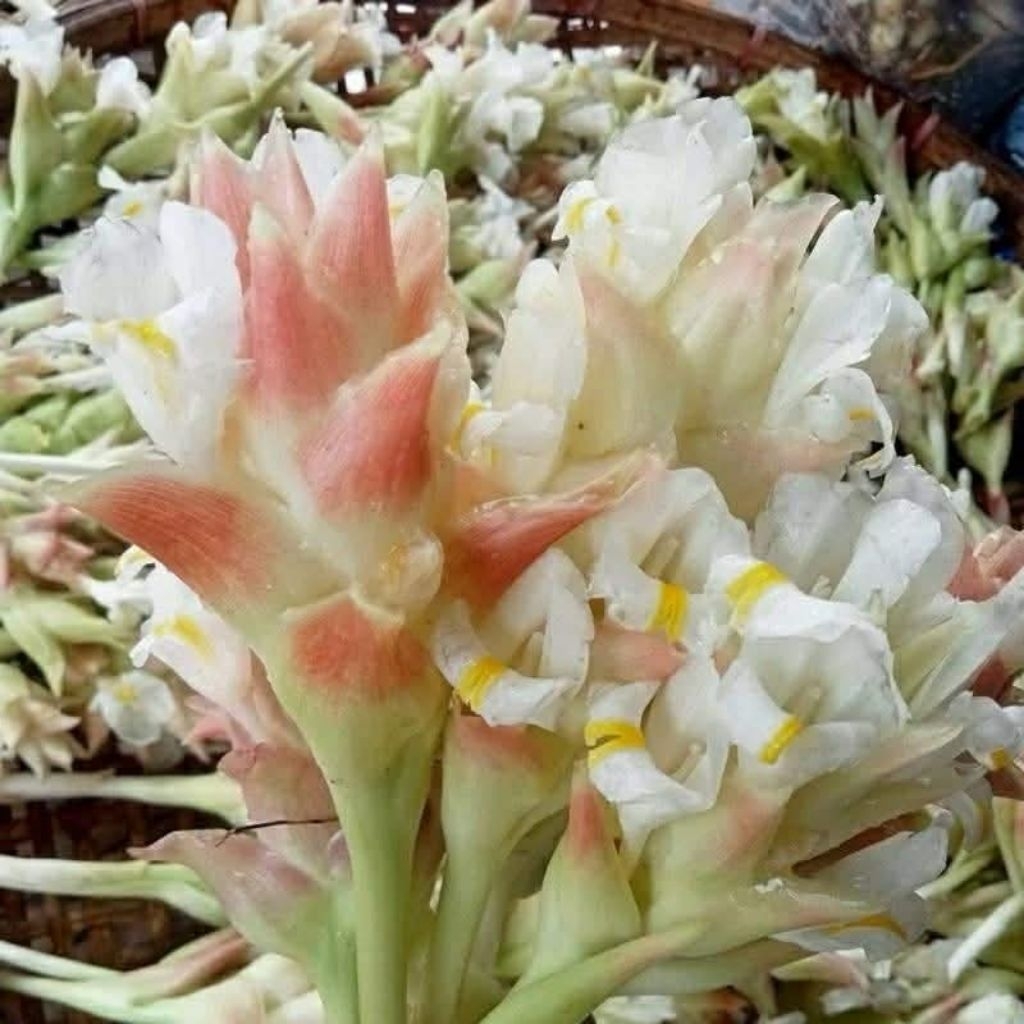 กระเจียวขาวป่าดอกดิน15หัว 50บาท ส่งแบบหัว ปลูกง่าย ออกดอกตลอดทั้งปี ปลูกครั้งเดียวเก็บกินได้ไปตลอด ขยายพันธุ์ง่าย