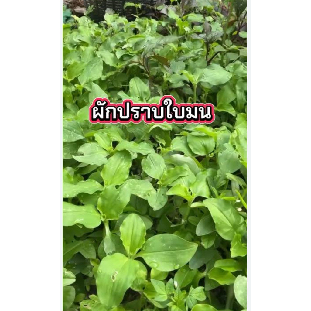 🌿✨ ผักปราบใบมน สดๆ จากสวน ✨🌿