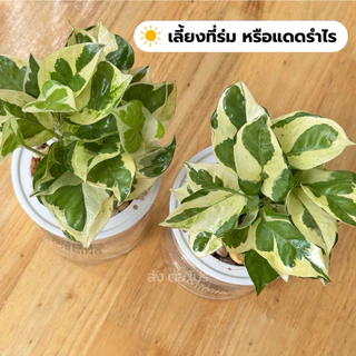 เซตคู่กระถางใส่น้ำ พร้อมต้นพลูงาช้าง แถมหินฟรี