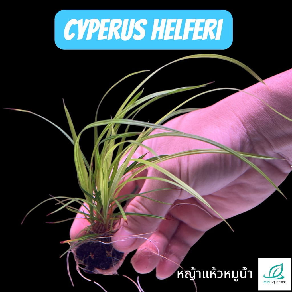 [MIN] wabi หญ้าแห้วหมูน้ำ cyperus helferi  พริ้วหลังตู้ ไม่ลามไม่เลื้อย โตช้าสายขี้เกียจ