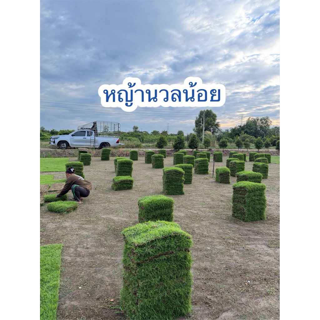 หญ้านวลน้อย ขนาด 50x100 ซม. จำนวน6แผ่น (3ตารางเมตร)ปูสนามหญ้ากลางแจ้ง