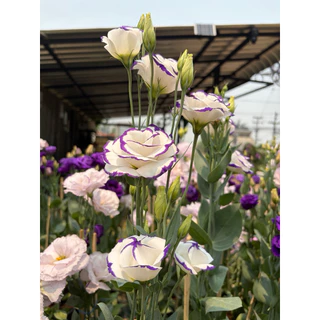 ต้นกุหลาบเวียดนาม /ไลเซนทัส (Lisianthus) ดอกสวย ให้ดอกทั้งปี