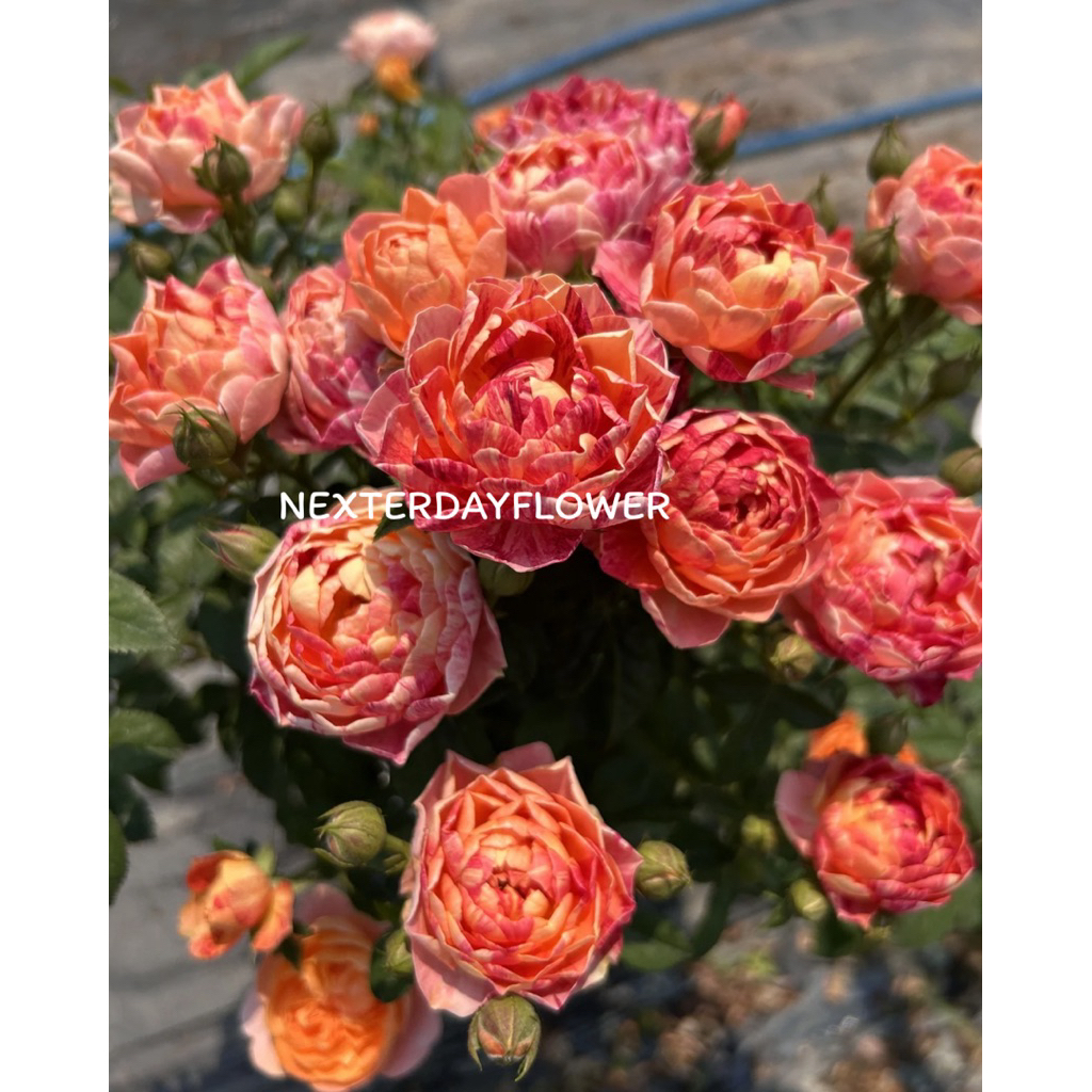 ทรีโรสจุ๊ยซี่ สแปซ  ตอสูง 100ซม. ไม้ตระกูลเทเรซ่า สวยแปลก สีจี๊ดหลากสี ดอกดก ให้ดอกเป็นช่อ บานนานบานทนเลี้ยงง่าย ทนโรค