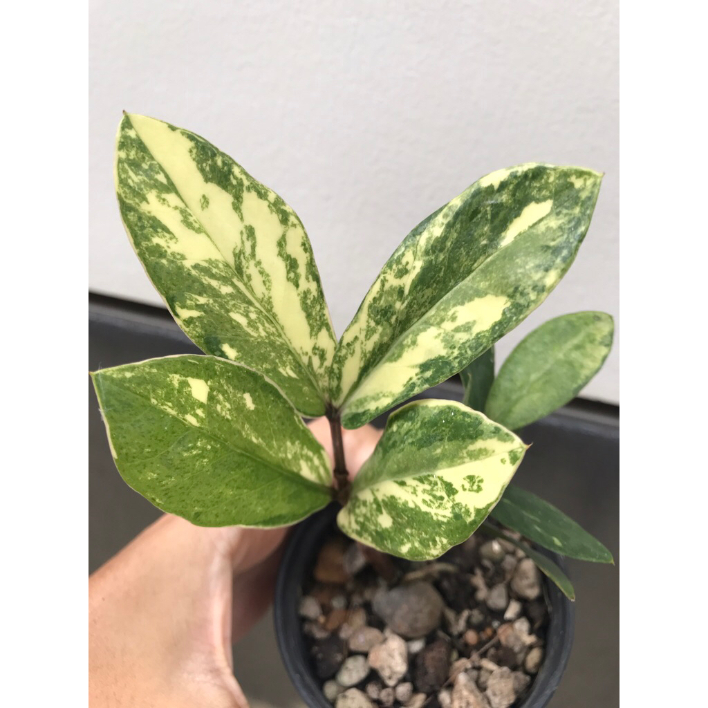 ต้นกวักมรกตด่างเหลือง Variegated ZZ Plant