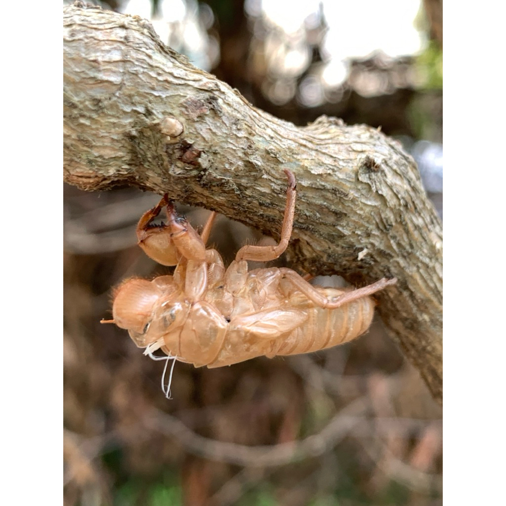 คราบจักจั่น ( Cicada Exuviae ) 1 set ( 10 ตัว )