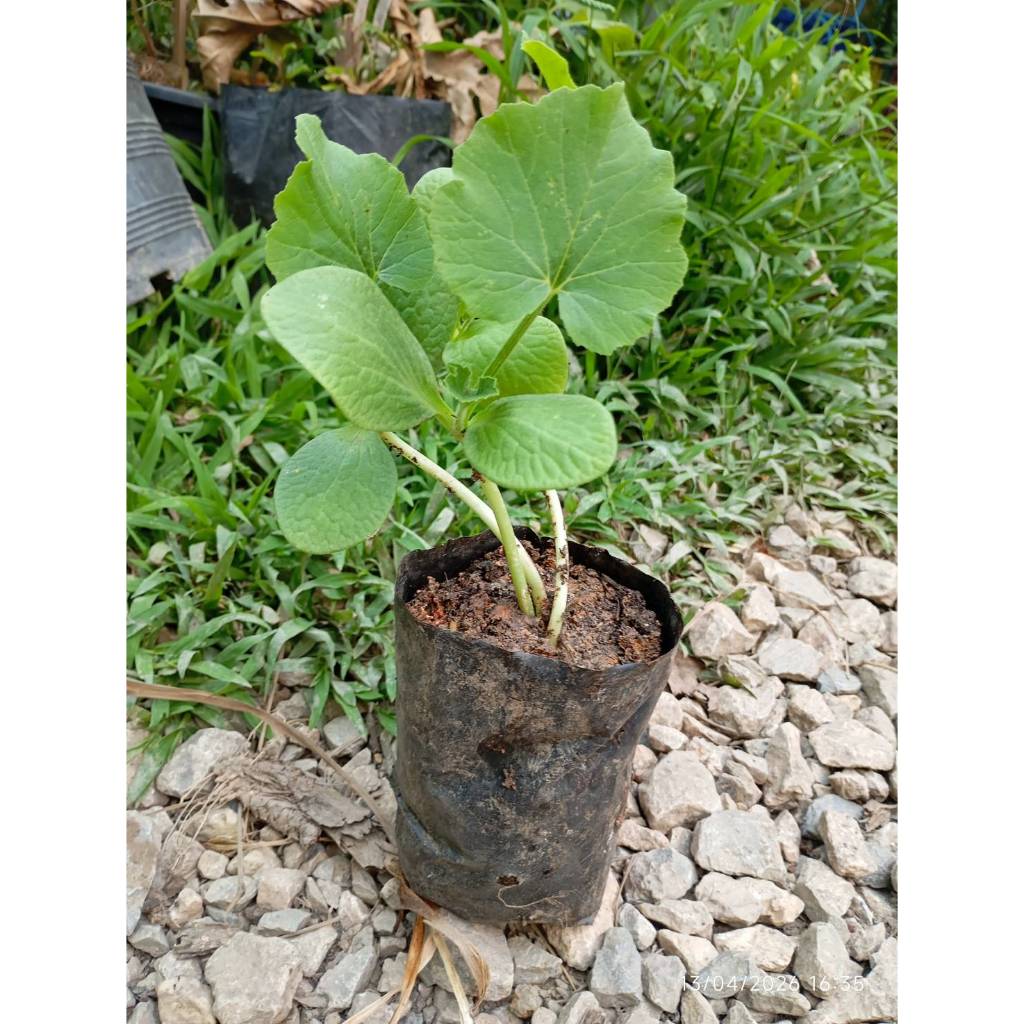 ต้นพันธุ์ ซูกินี ถุงดำพร้อมปลูก 30บาท แตง ซูกินี (Zucchini)