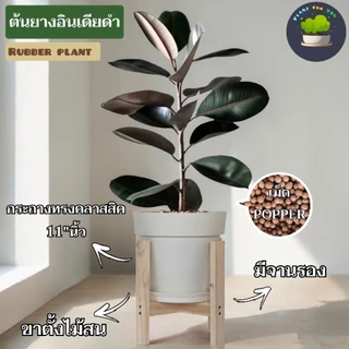 🌳ต้นยางอินเดียดำ (ต้นใหญ่)Rubber Plantต้นไม้ฟอกอากาศ ต้นสูง65-80ซม.พร้อมกระถางครบชุดพร้อมปลูก
