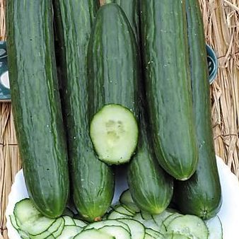 30 เมล็ด แตงกวา แตงขี้ไก่ แตงปี แตงร้าน Non-GMO Cucumber Seeds สายพันธุ์ F1 Paska