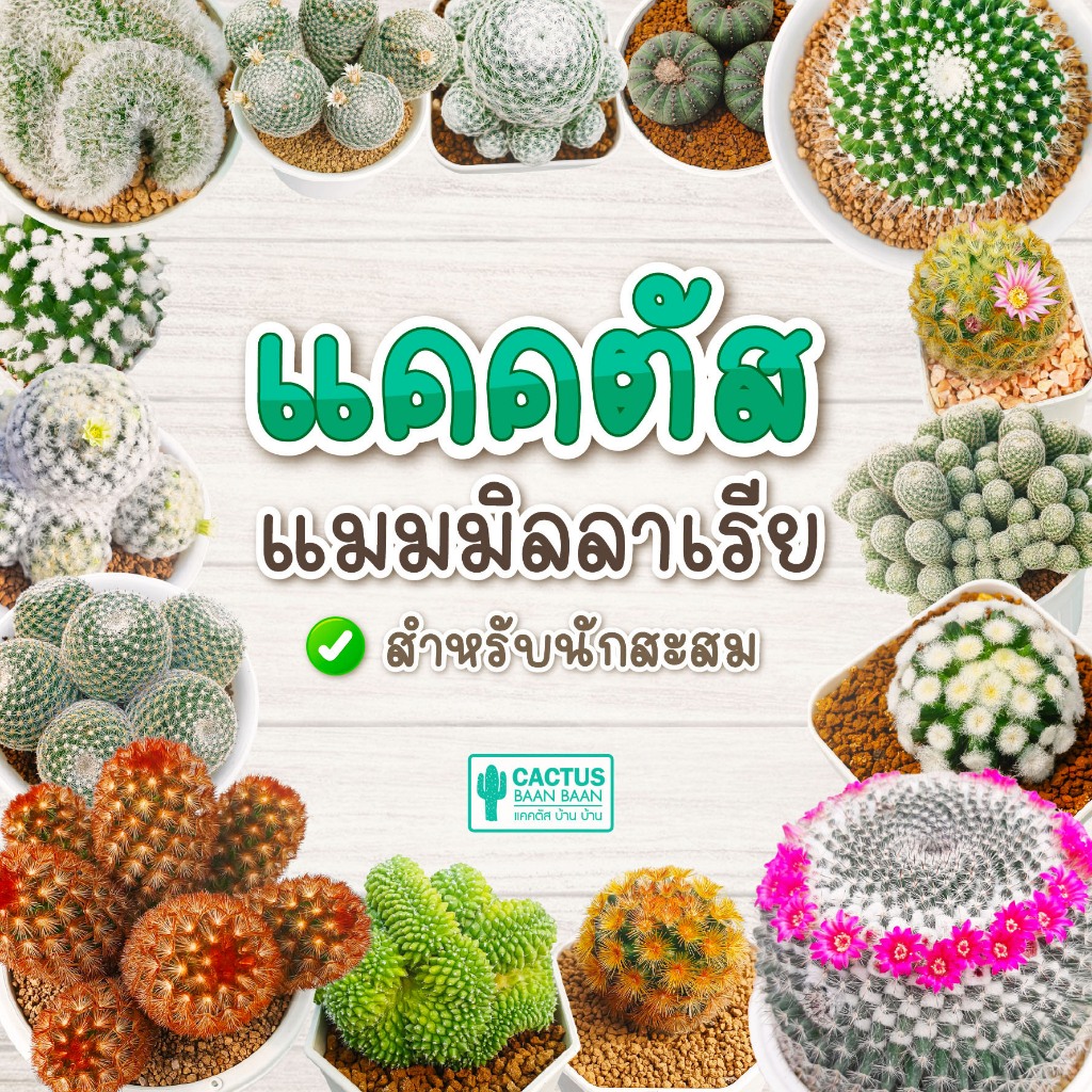 แคคตัส แมมมิลลาเรีย คัดฟอร์ม (Mammillaria) พร้อมส่ง!!