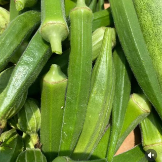 กระเจี๊ยบเขียว CT/OP-017 ผักซองเจียไต๋ เมล็ดพันธุ์ผัก กระเจี๊ยบ เมล็ดพืชผักสวนครัว ซองประมาณ 75เมล็ด
