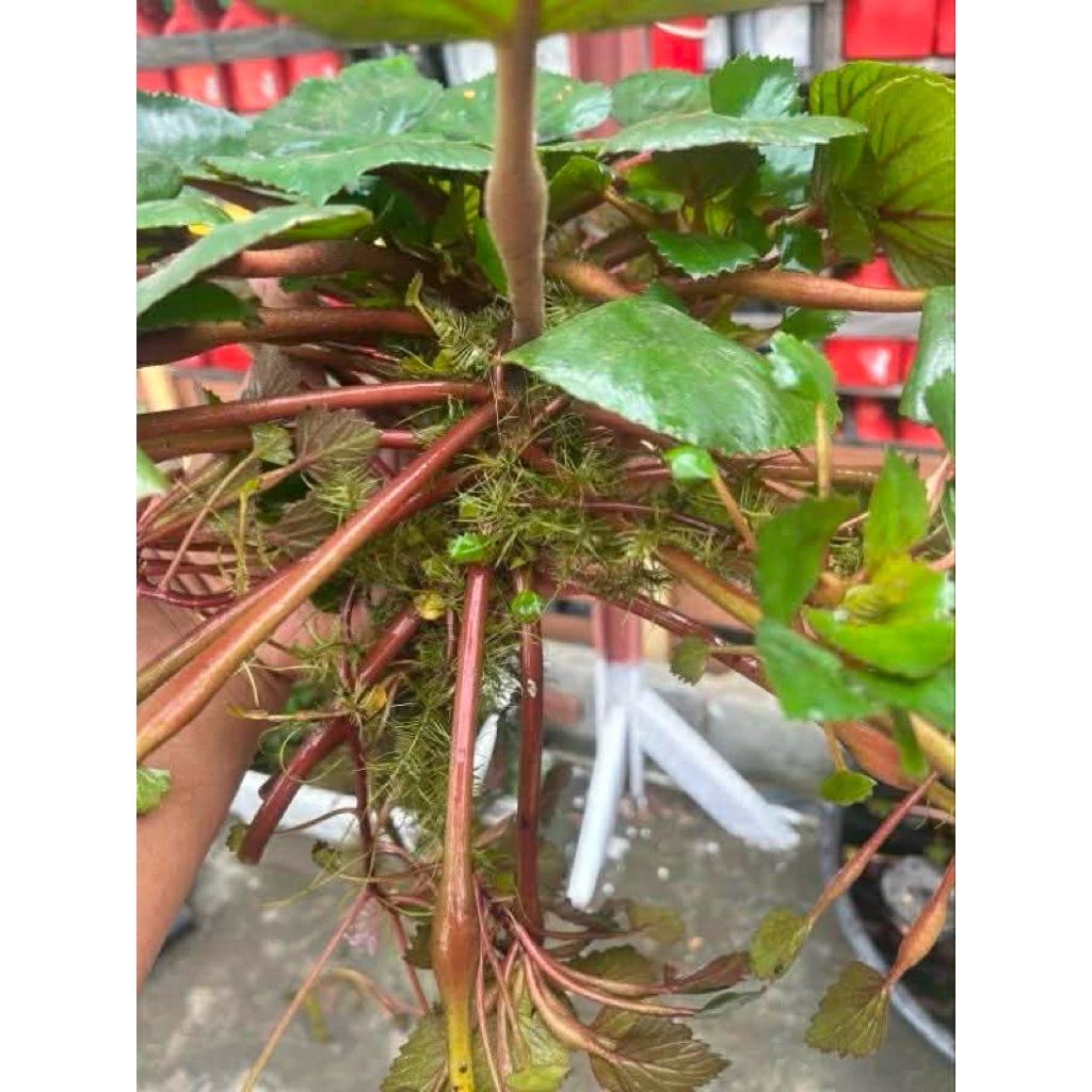 ลดพิเศษกระจับเขาควาย10ต้น✅🌱🌿