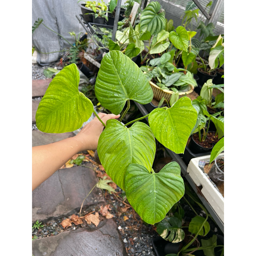 Philodendron fuzzy petiole ฟิโล ฟัซซี่ เพทิโอ