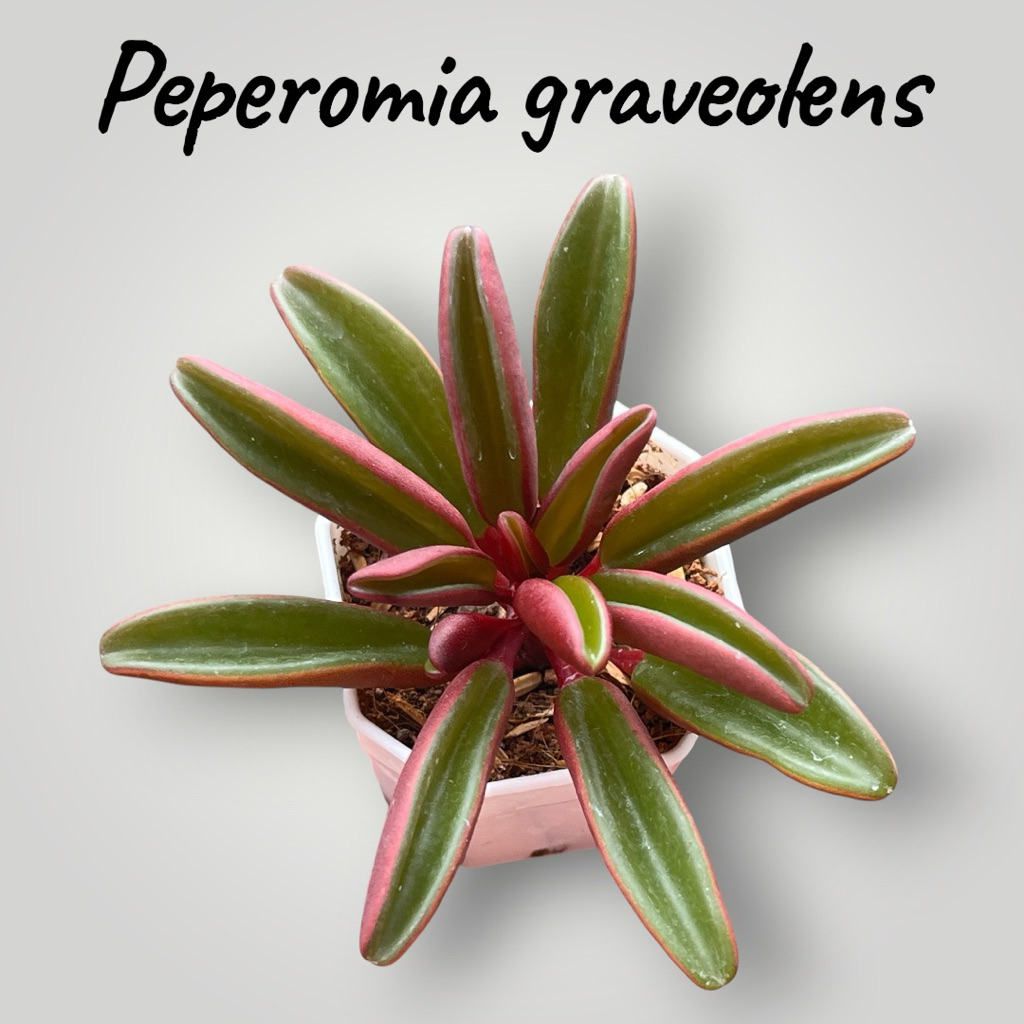 Peperomia graveolens (Ruby Glow) กุหลาบหิน ไม้อวบน้ำ ขนาด 2 นิ้ว