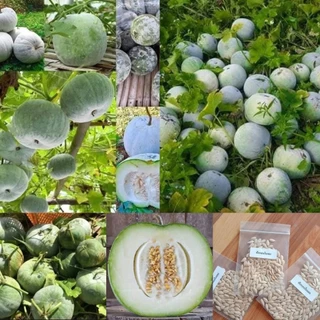 เมล็ดพันธุ์ฟักหอมใบเตย100เมล็ด69บาท