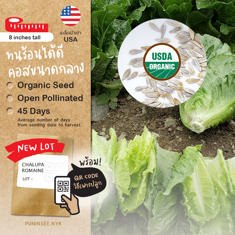 เมล็ดผักนำเข้า สลัดคอส โรเมน Romaine Lettuce (Organic Seed) Cos กรีนคอส ผักกาดคอส Salad ผักสลัด