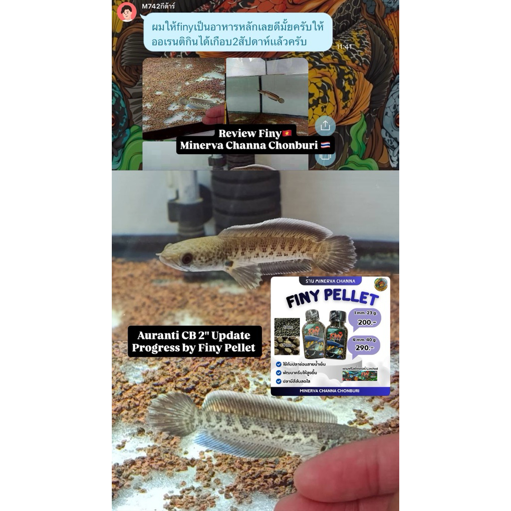 อาหารปลา Finy Pellet เร่งครีบสำหรับปลาสายน้ำเย็น นำเข้าจากเวียดนาม รูปที่ 4