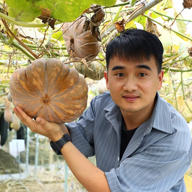 เมล็ดพันธุ์ ฟักทอง 10 เมล็ด ปลูกง่ายโตเร็ว