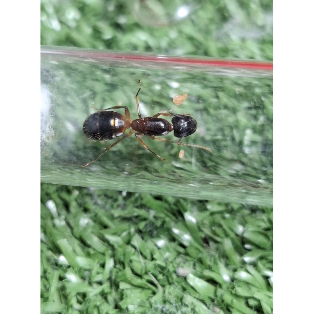 Antkeeper หลอดทดลองเลี้ยงมดนางพญามดตะลาน