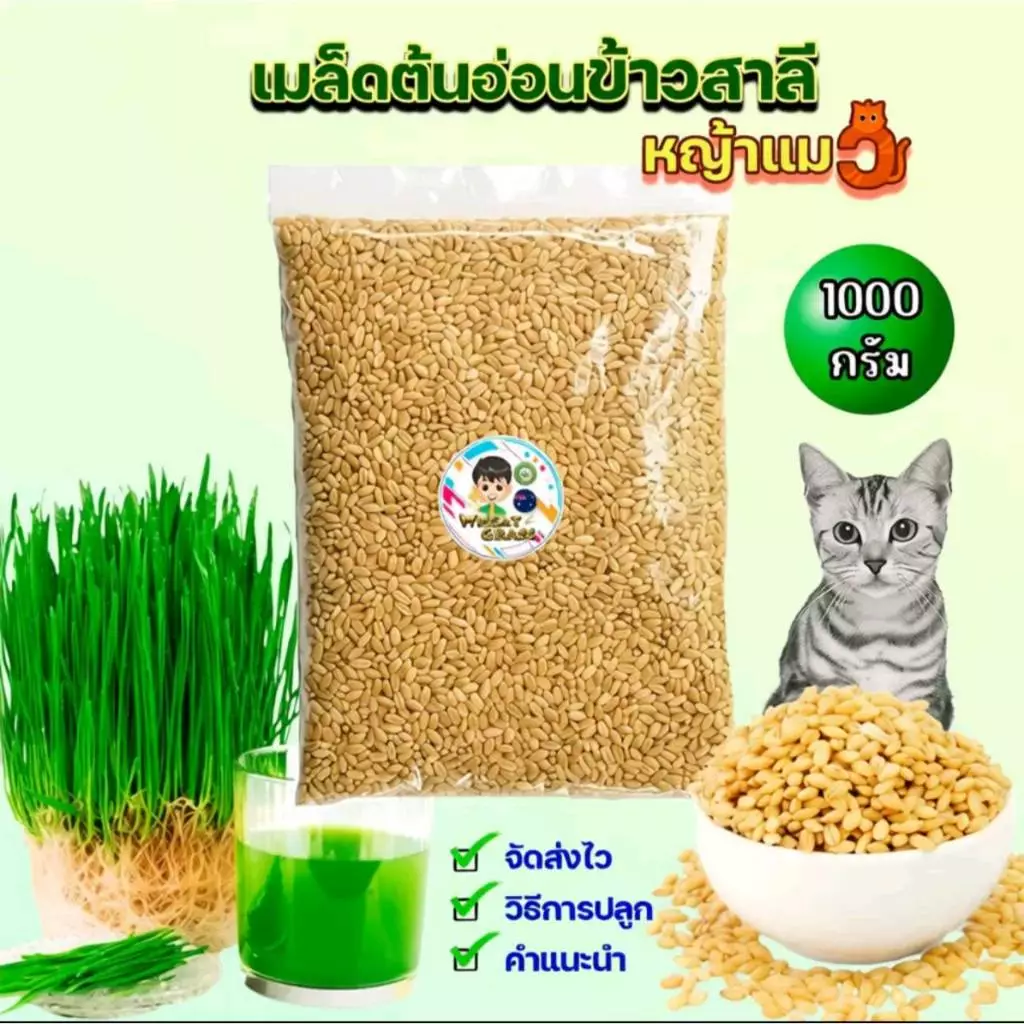 เมล็ดข้าวสาลีราคาถูก (1 กก.) ราคาถูกเกรดนำเข้า Australian Wheat หญ้าแมว อัตราการงอกสูง 98% +