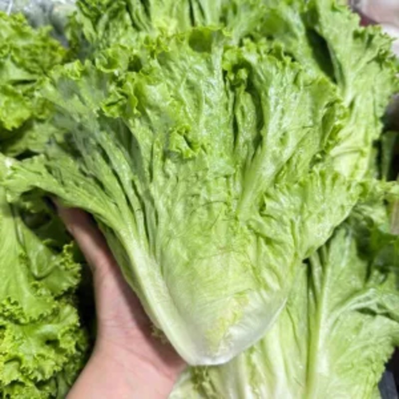 [ สินค้าพร้อมจัดส่งด่วน ] ผักกาดหอมนอก ขนาด 500 กรัม
